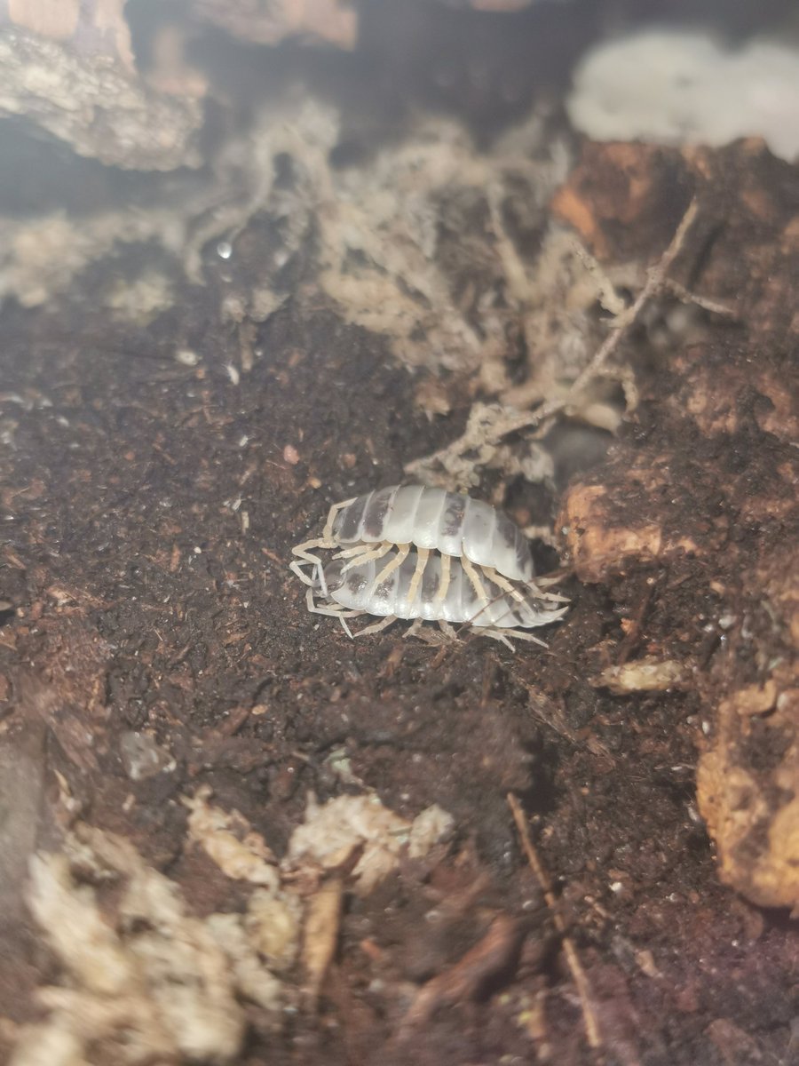 ici ça bzh tweet media