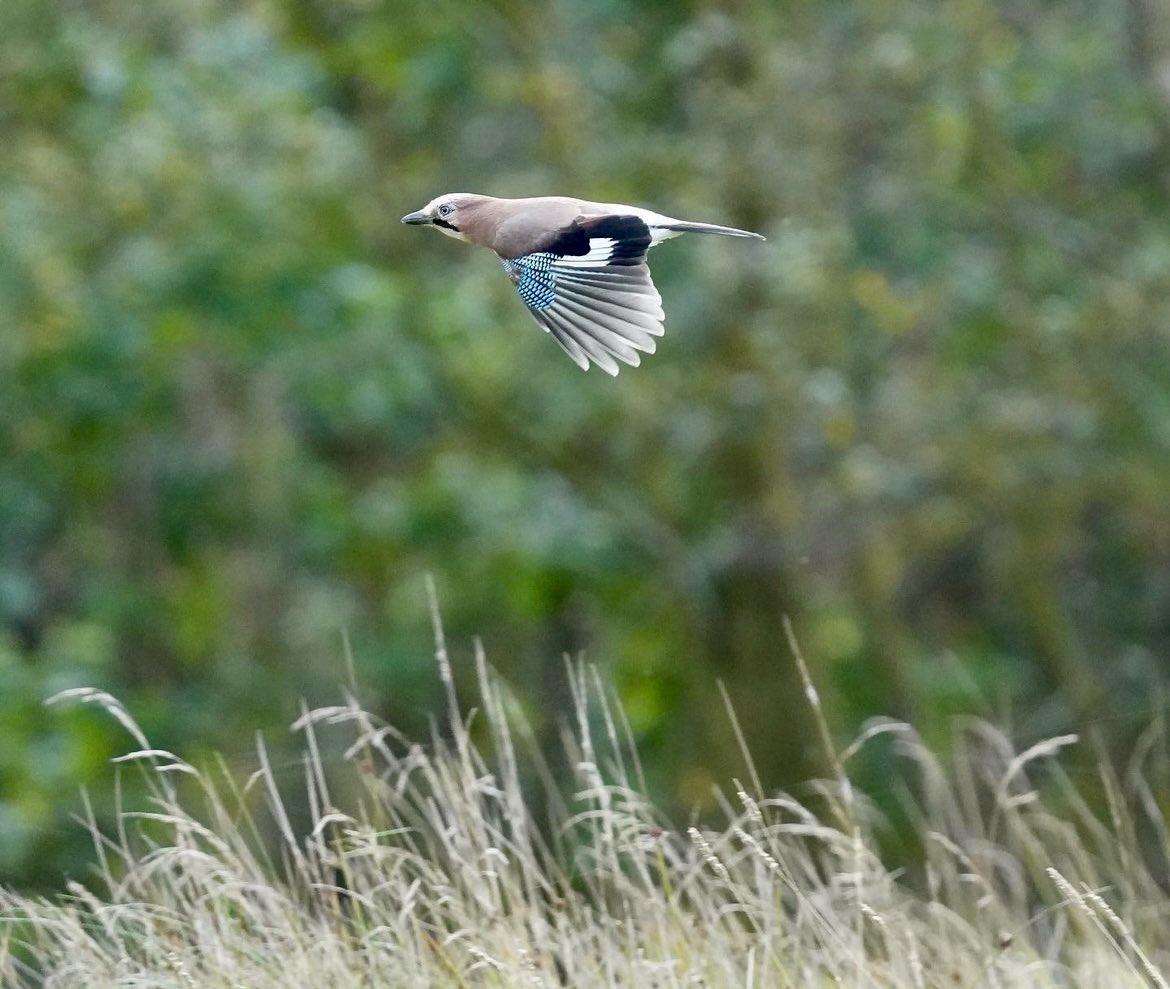 A distant Jay in flight.