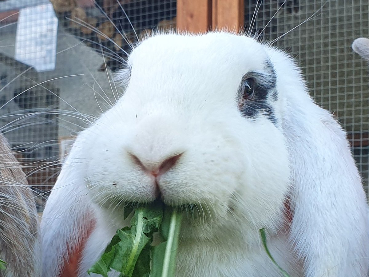 Herbivores are not so herbivorous after all. 

The fact that  many herbivorous mammals have developed  mechanisms to maximize the "harvest" of gut microbes is often overlooked as we discuss in a recent publication in <a href="/RSocPublishing/">Royal Society Publishing</a>   doi.org/10.1098/rstb.2…