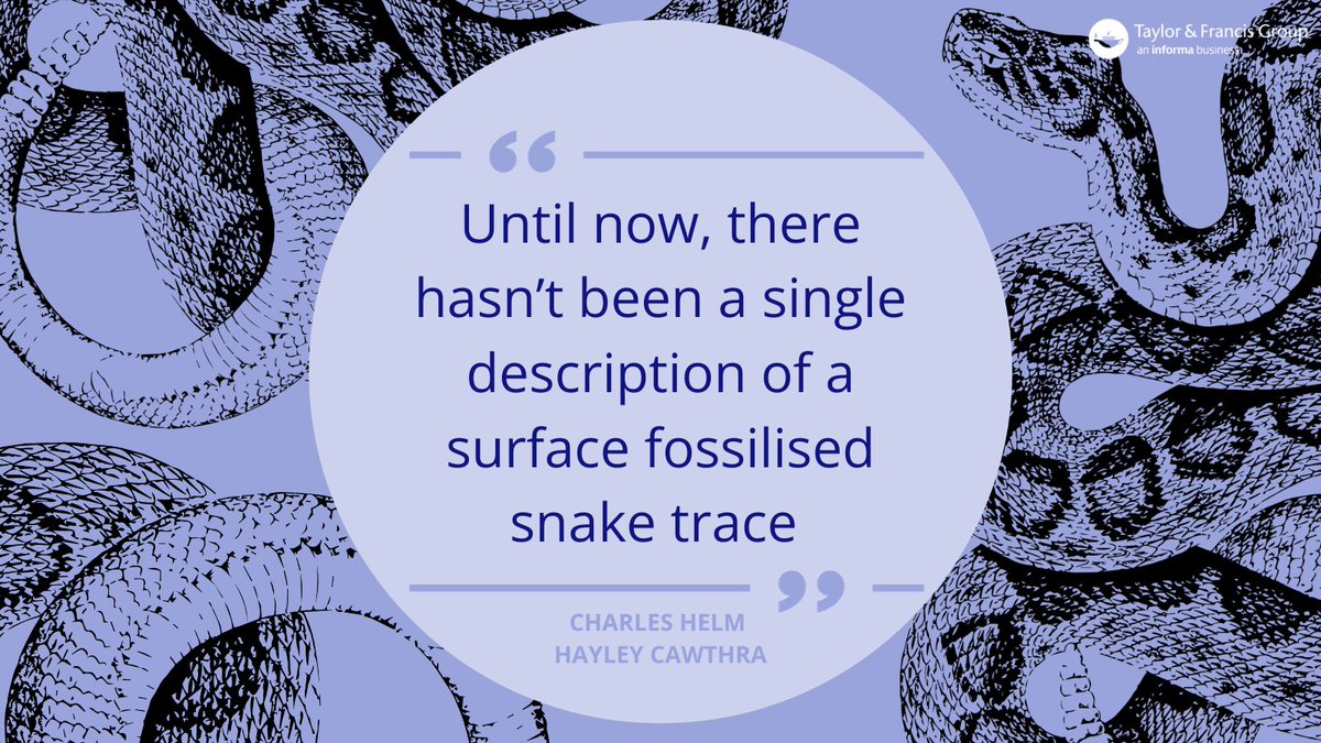 Researchers discover the first snake trace in the fossil record in South Africa 🐍 They estimate the marks were made between 83,000 - 93,000 years ago ⬇ tandfonline.com/doi/full/10.10… @ichno_assoc @markthesandman @hayley_cawthra @JanBuffel