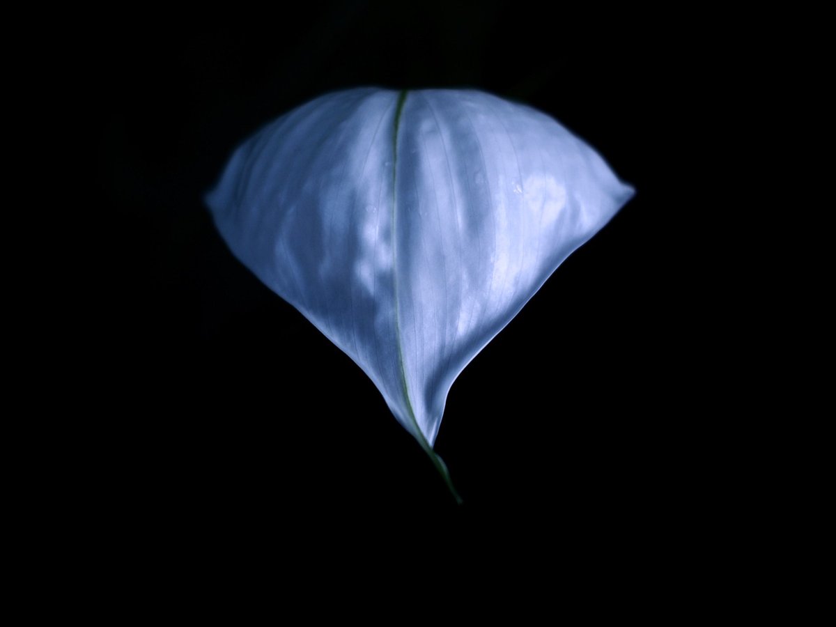 #スパティフィラム #Spathiphyllum
#新宿御苑
#shinjukuimperialgarden
#shinjukugyoen
#shinjukugyoennationalgarden
#写真で伝えたい私の世界
#花 #花の写真 #flower #flowers #flowerphotography