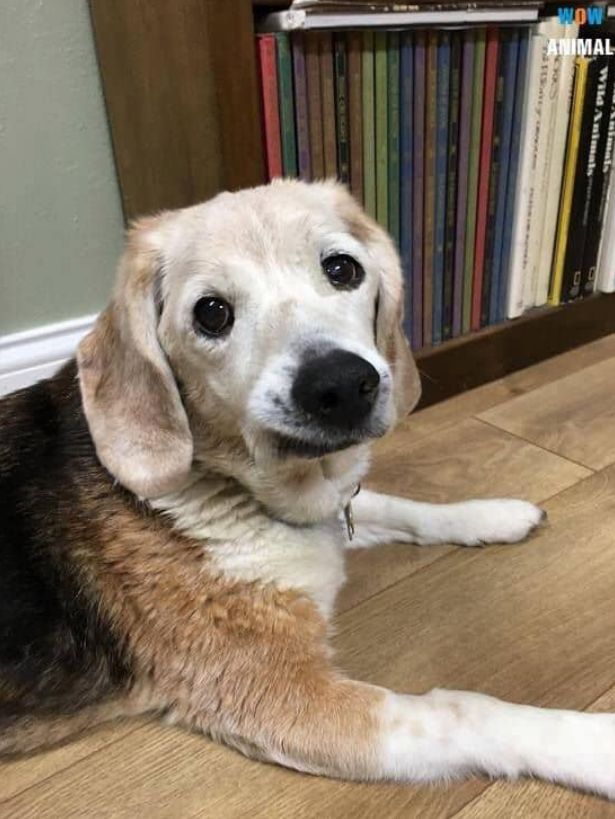 Best in Dogs tweet media