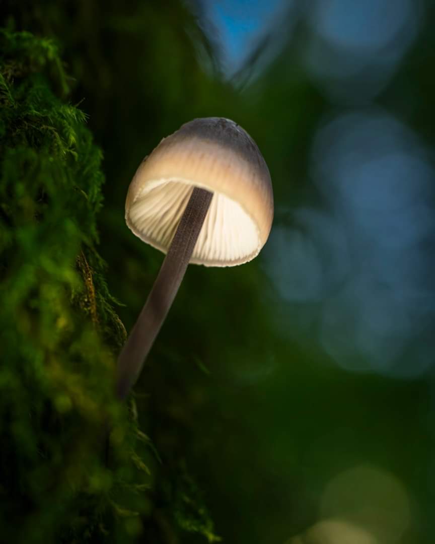 Ginger_Captures's tweet photo. If you go down to the woods today .......
#fsprintmonday #woodlandphotography https://t.co/I2nuiCJg0y