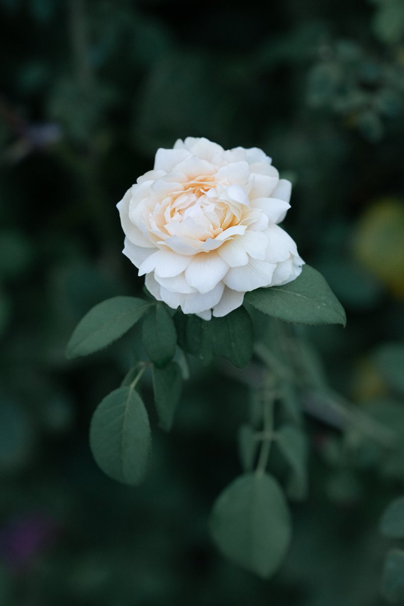 Autumn walk in Yokohama Bay Area