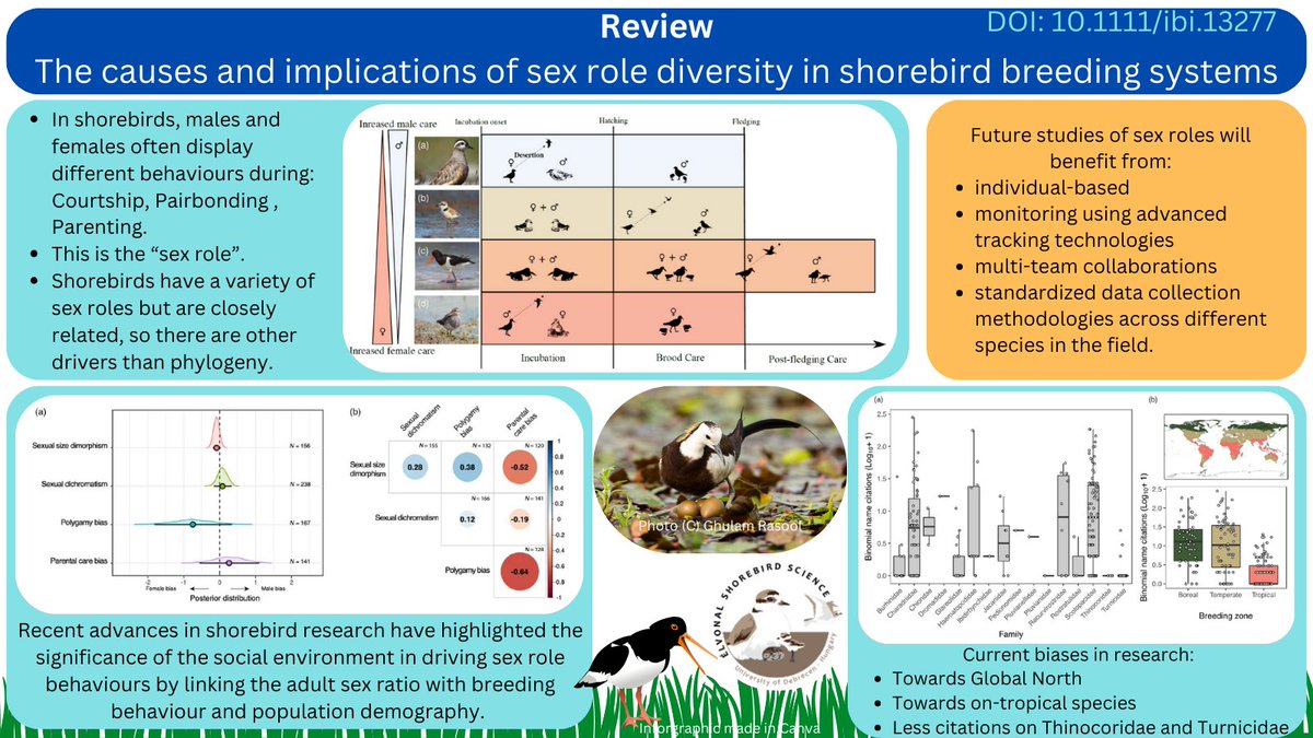 Our collab review paper, on diversity of #matingsystem variation in #shorebird species, is free to read at onlinelibrary.wiley.com/doi/10.1111/ib… Highlighting current knowledge, #research advances, research bias & suggestions for future research. *Click to zoom* #parentalcare #animalbehaviour