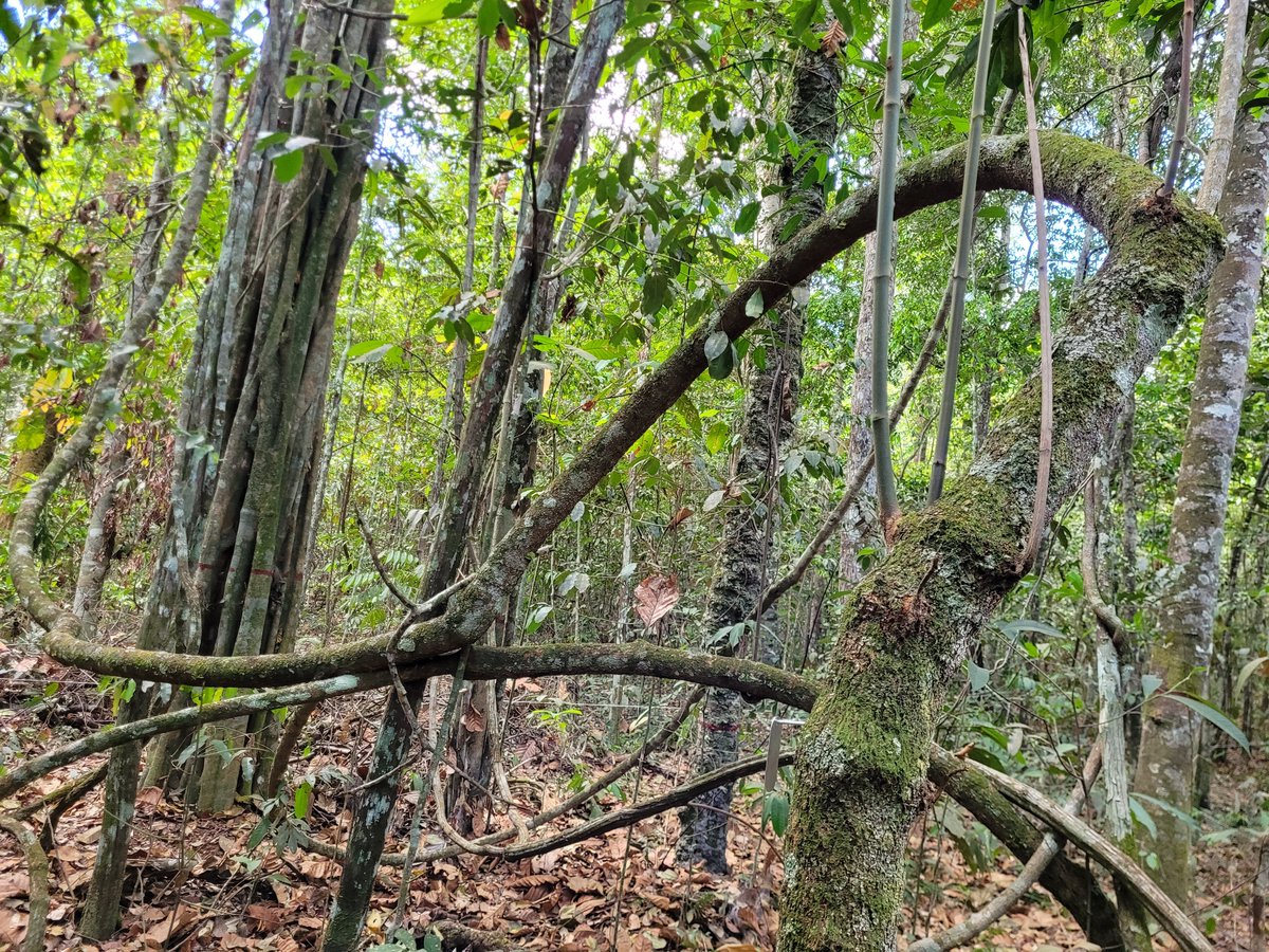 ForestPlots's tweet photo. Temos vagas abertas no Projeto "SecaLimite" para avaliar os limites a seca de arvores na borda sul da Amazonia. Os interessados ​​deverão enviar CV para <projetosecalimite@gmail.com> até 20 outubro

Detalhes sobre as postagens seguem neste tópico

@SoGLeeds @IPAM_Amazonia @unemat https://t.co/r7rfLvchT8