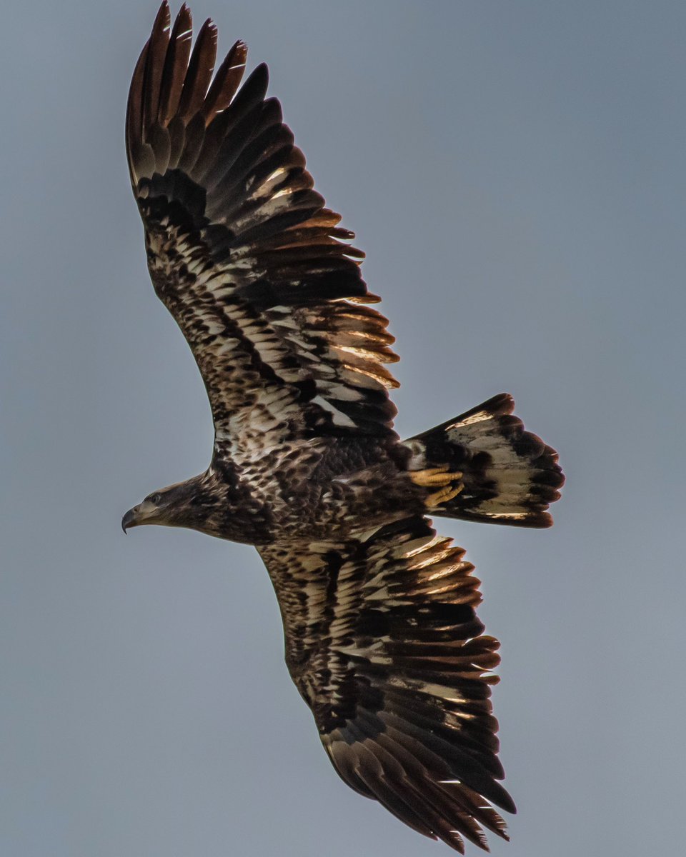 JamesFalletti's tweet photo. Oh look… a bald #Eagle. Where the *Heck did he come from?🦅

#BaldEagle 
🔎 Haliaeetus leucocephalus

#TwitterNatureCommunity #birdphotography #BirdTwitter #BirdsSeenIn2023 #BirdsOfTwitter #NaturePhotography #ornithology #bridsofprey #raptors #Nikon @mybirdcards @nature_org https://t.co/IekyLE5u5i