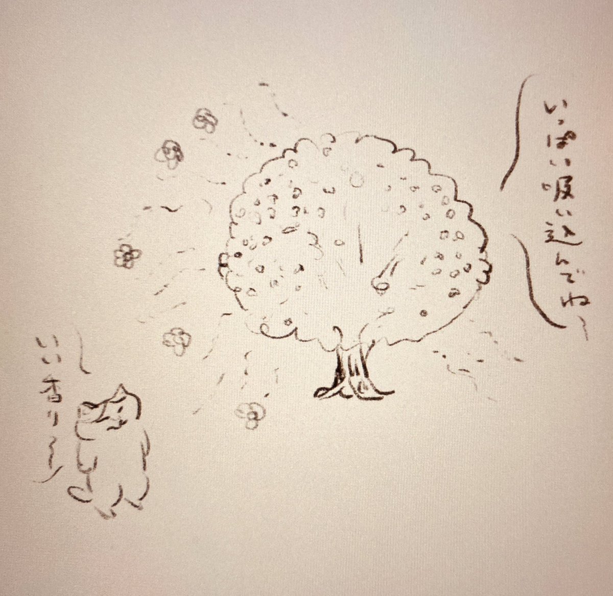 気温の上下に狼狽えることもなく、しっかりと開花する金木犀。 
