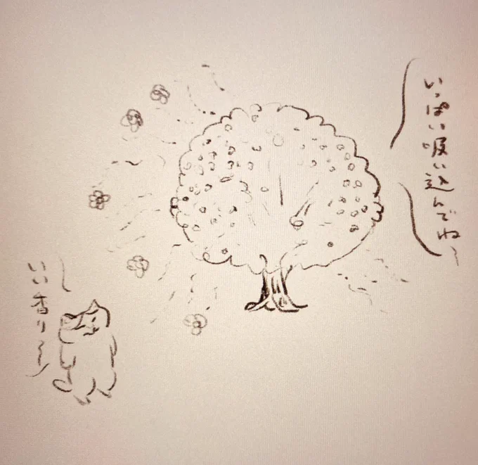 気温の上下に狼狽えることもなく、しっかりと開花する金木犀。 