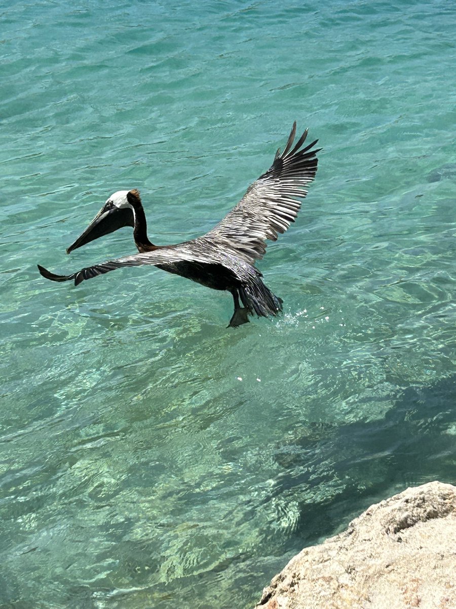 Curaçao 🇨🇼 #WWF Bon dia