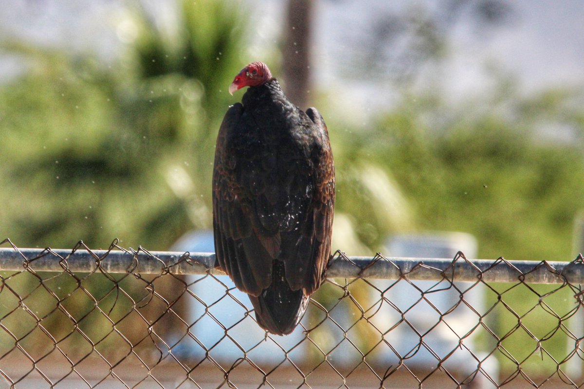 Turkey vultures at Lakeside Park on Saturday. #ArizonaBirds