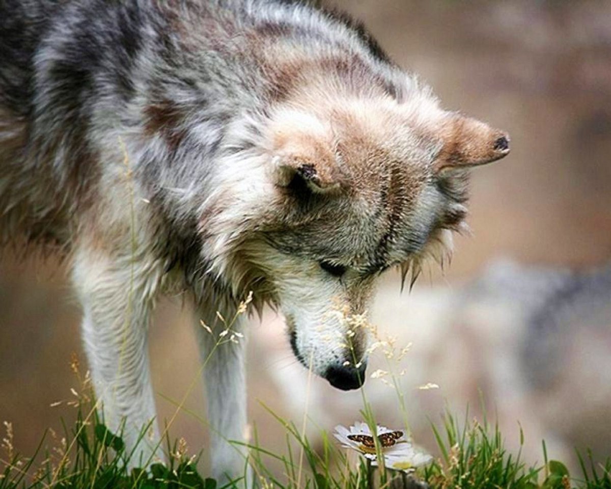 Curious wolf watches butterfly 🐺🌻🦋🌻🌞
#WolfAwarenessWeek #Wildlife #Conservation