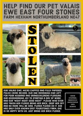 Valais Ewe stolen from Northumberland farm .. Read more >> farmwatcher.co.uk/alerts/valais-… #RuralCrime <a href="/northumbriapol/">Northumbria Police</a> @NorthumbriaPCC