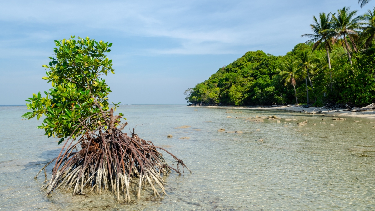 New featured image on our homepage! nature.com/ncomms/ @AlviseDab @fdahdouh1 @danielcdunn @jaseeverett @CathLovelock @jeff_o_hanson @SnBuenafe @NeubertS1 Related to: Priority areas to protect #mangroves and maximise ecosystem services nature.com/articles/s4146…