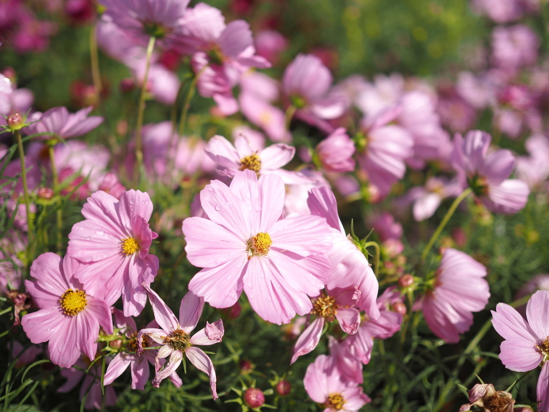 X-এ ハウステンボス公式: 