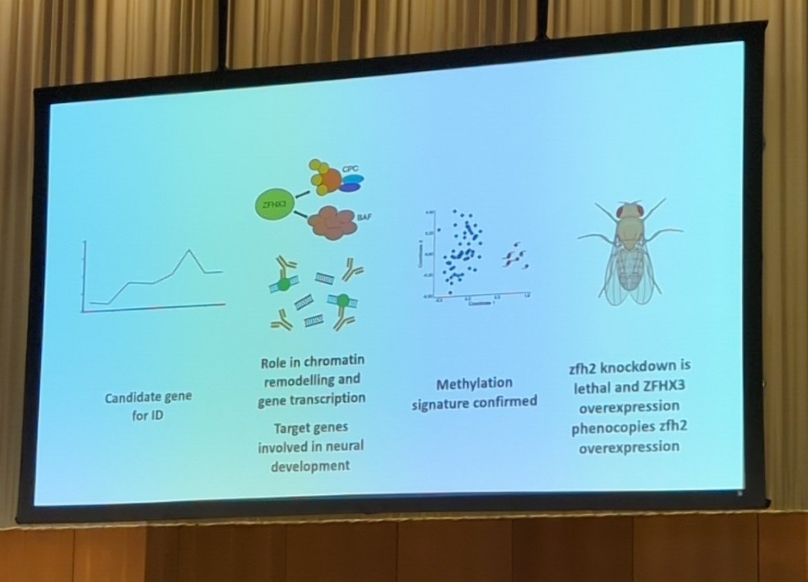 #MDC23 - <a href="/CallewaertBert/">Bert Callewaert</a> 
A novel neurodevelopmental syndrome caused by loss-of-function of  #ZFHX3 

- broad forehead, 
- lateral sparse eyebrows 
- low columella
- brachydactyly 

BAF -unique Methylation signature 

medrxiv.org/content/10.110…

 #Morbidgene