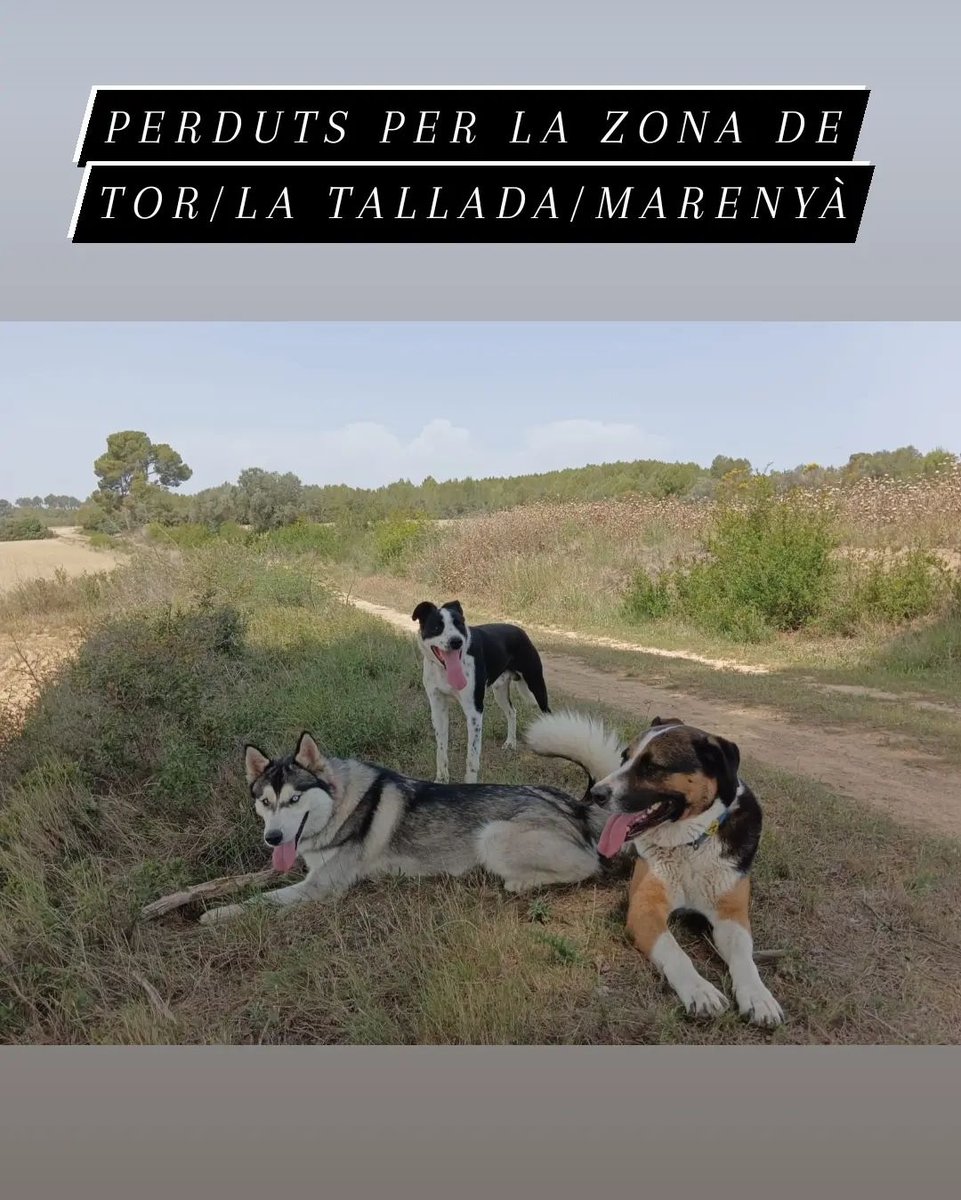 Uns RT i a veure si tenim sort...

Zona Tor/La Tallada d'Empordà/Albons/Marenyà/L'Escala

Gràcies 🖤