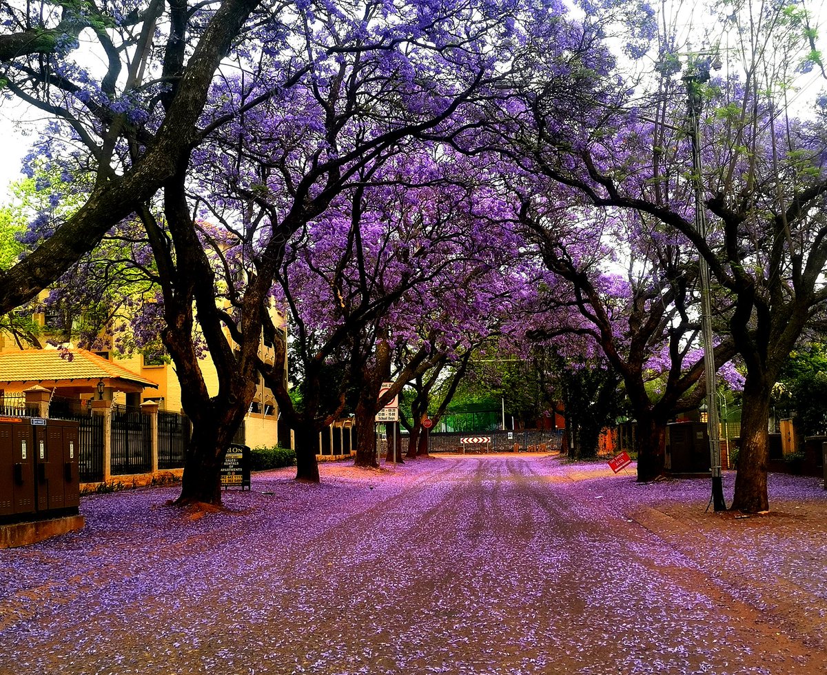 MafuneFunes's tweet photo. #jakarandatrees #pretoria https://t.co/2aZnxaMnZR