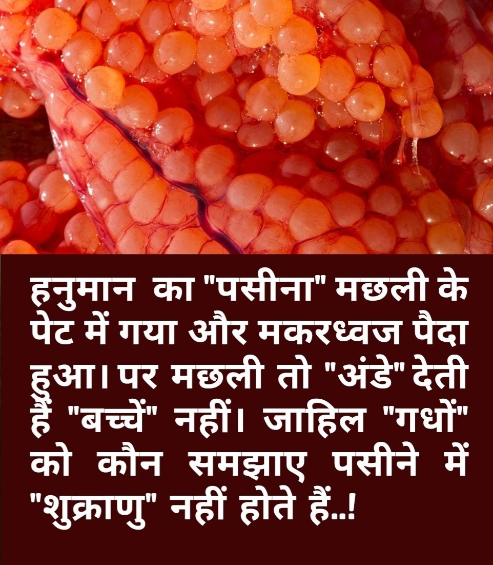 हनुमान  का "पसीना" मछली के पेट में गया और मकरध्वज पैदा हुआ। पर  मछली  तो  "अंडे" देती हैं "बच्चें" नहीं। जाहिल "गधों" को कौन समझाए पसीने में "शुक्राणु"  नहीं  होते  हैं..!

तसवीर में मछ्ली के अंडे दिखाए गए हैं।