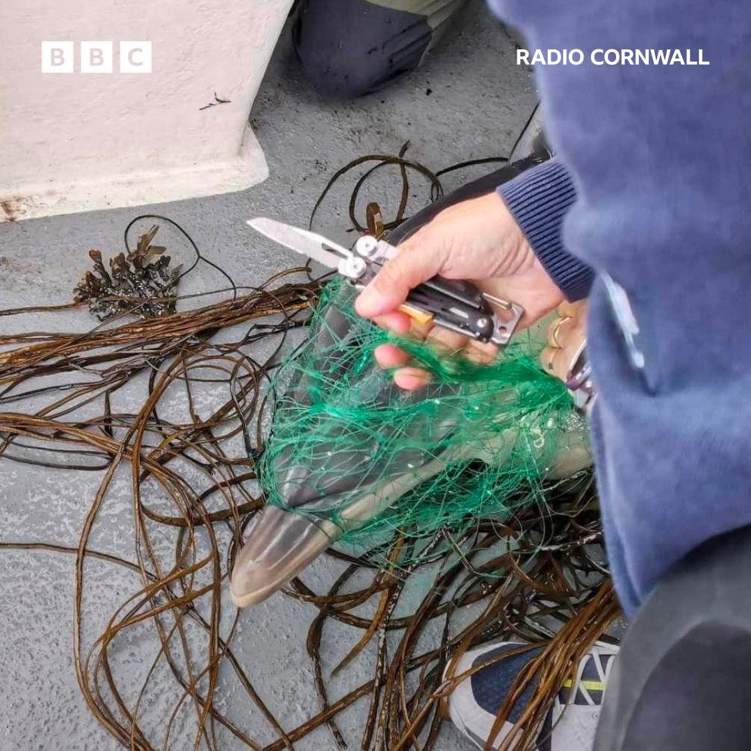 A baby dolphin has had a lucky escape after being freed from a fishing net off the Isles of Scilly 🐬🥰 [Credit: Joseph Pender] Listen to the full story ➡️bbc.co.uk/programmes/p0g…