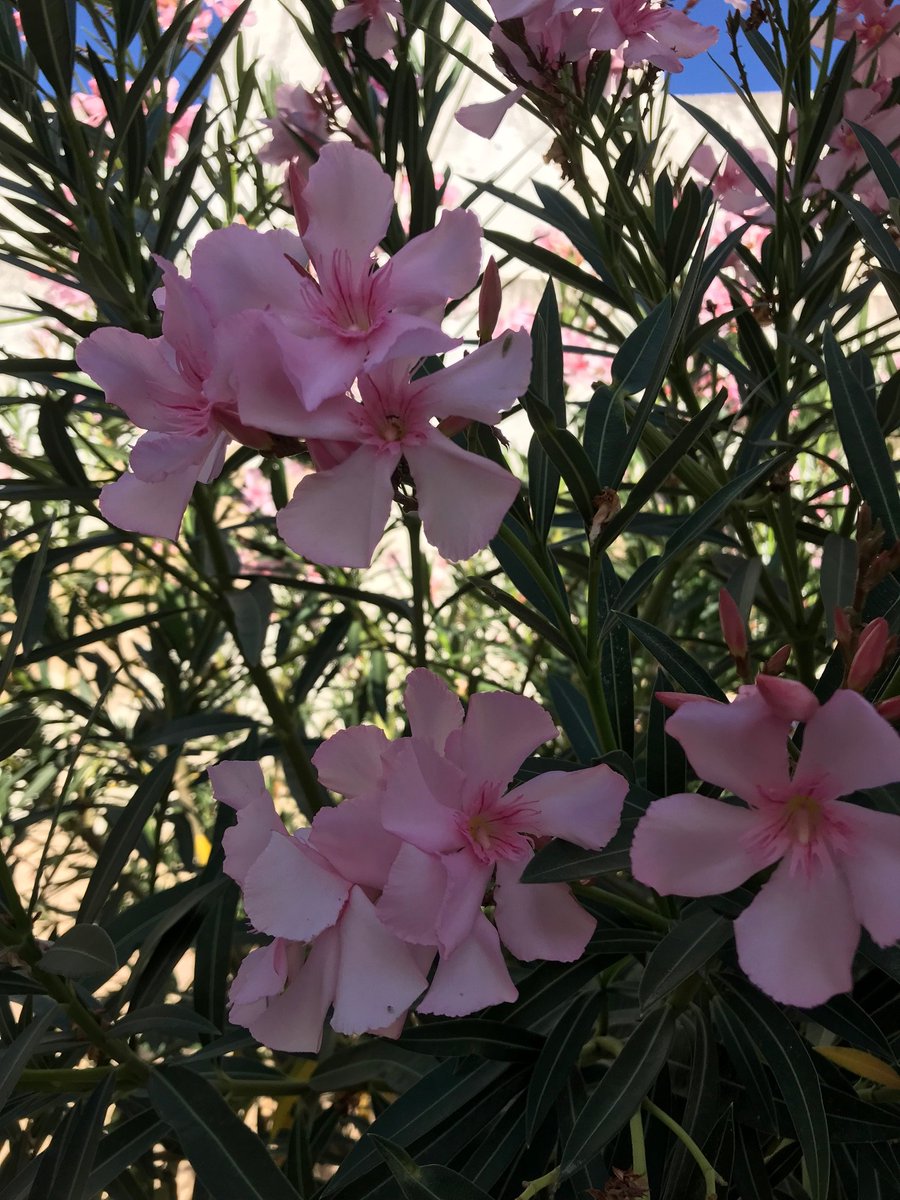 #Oleander