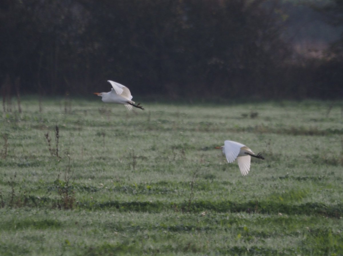 iamthatfool's tweet photo. 2 of the 3 Cattle Egrets at Halton marshes this morning https://t.co/t7IMkMMoGX