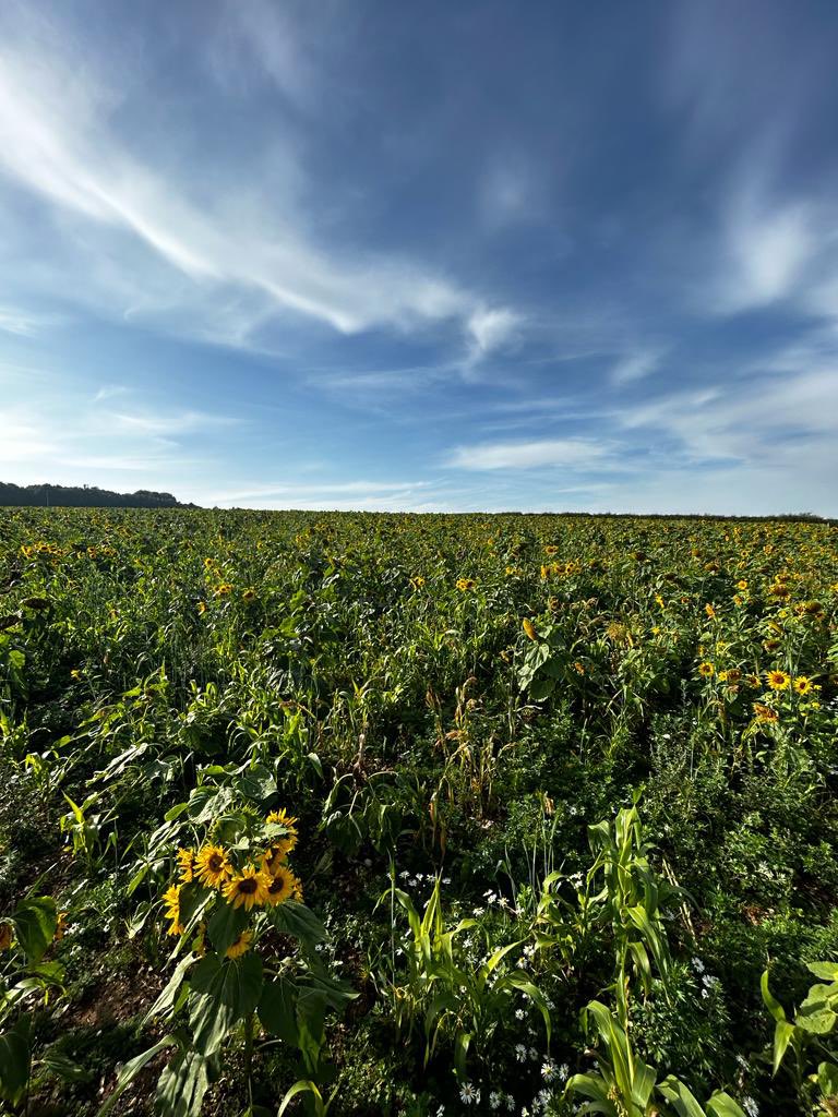 Beautiful shots of our Easy Grow mix from a very happy customer in North Norfolk. 🌻☀️🌻☀️