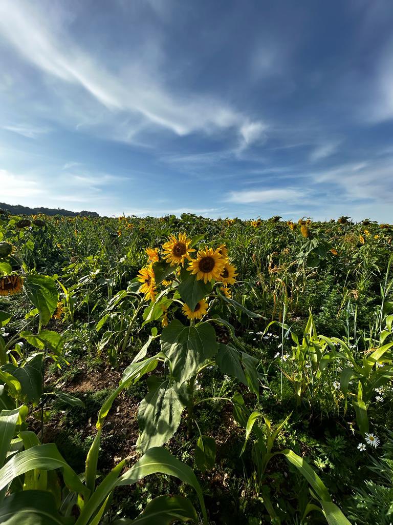 Bright Seeds tweet media