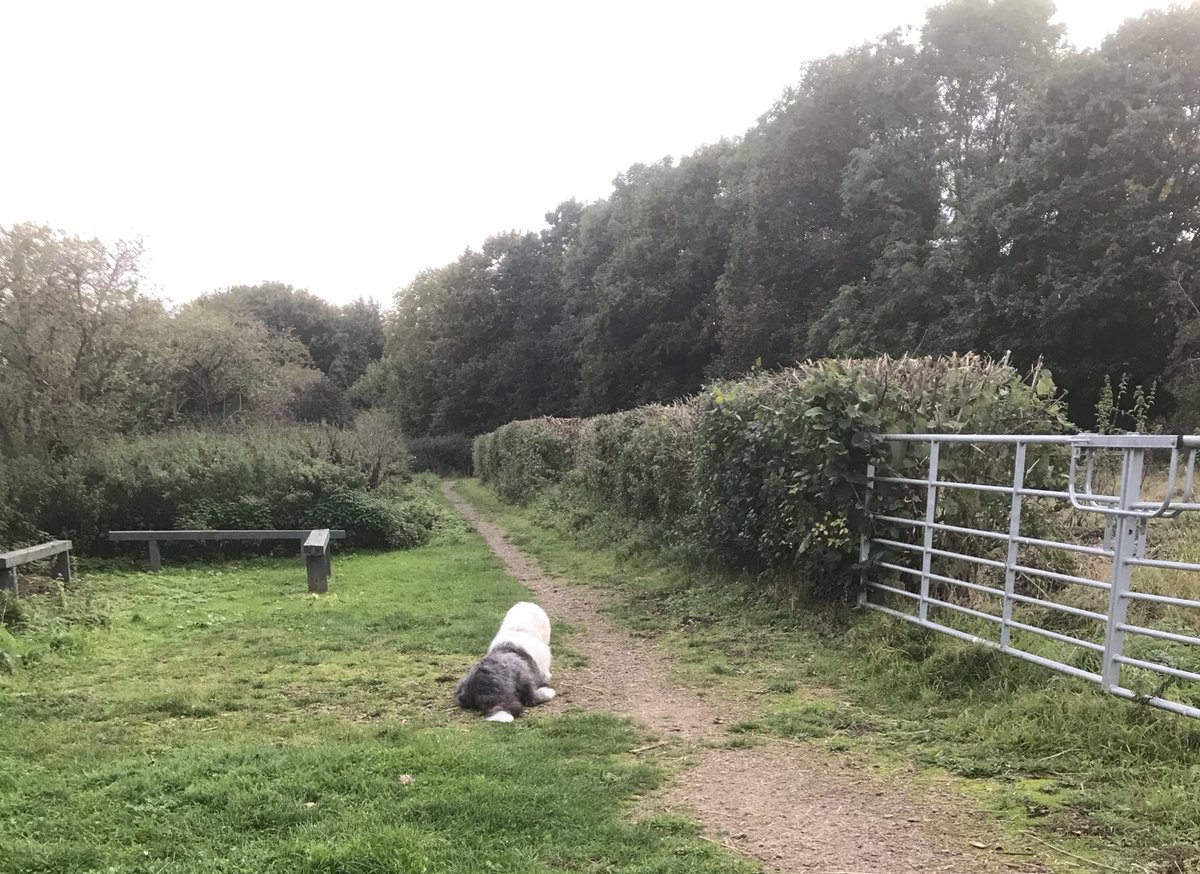 caniscausa's tweet image. Guarding the intersection of multiple access points. It’s what sheepdogs do! 🚧🐶🚧 #SpatialAwareness