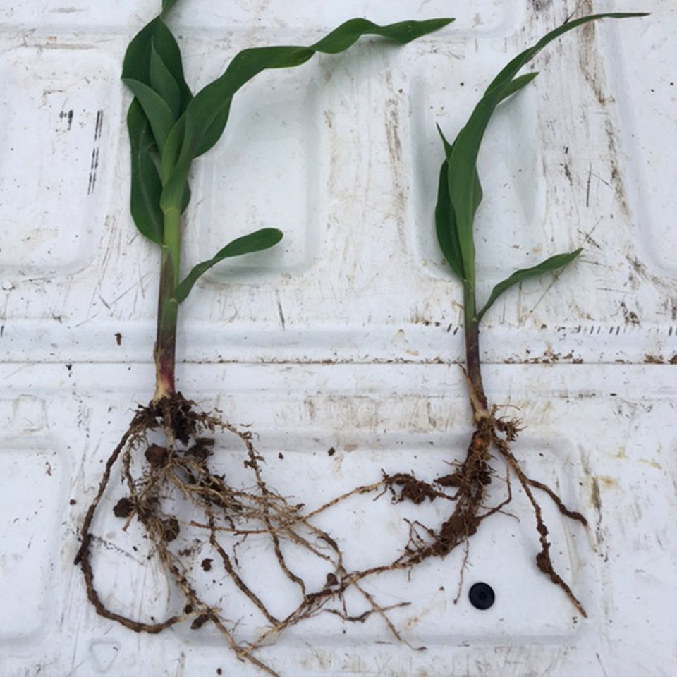 montysplantfood's tweet photo. Your plant’s season-long success starts with a larger, healthier root mass.
https://t.co/G7j3OvZRCN
#humictechnology #soilhealth #humicsleader #nutrientsolutions https://t.co/SjzZtKN7Yk