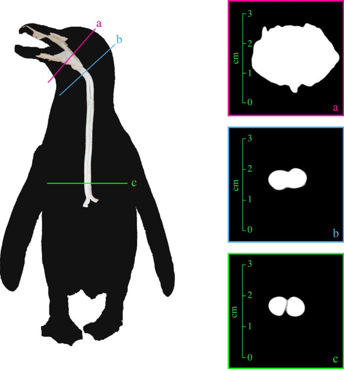 Royal Society Publishing (@rsocpublishing) on Twitter photo Vocal tract shape variation contributes to individual vocal identity in African #penguins: ow.ly/ZO7g50PX2Z5 #ProcB <a href="/LivioF_80/">Livio Favaro</a> <a href="/zanoli_anna/">Anna Zanoli</a> <a href="/Katta_Ludynia/">Katta</a> <a href="/FilippoCarugat1/">Filippo Carugati</a> <a href="/MathevonNicolas/">Nicolas Mathevon @nicolasmathevon.bsky.social</a> <a href="/Marco_Gamba/">Marco Gamba</a> Vocal tract shape variation contributes to individual vocal identity in African #penguins: ow.ly/ZO7g50PX2Z5 #ProcB <a href="/LivioF_80/">Livio Favaro</a> <a href="/zanoli_anna/">Anna Zanoli</a> <a href="/Katta_Ludynia/">Katta</a> <a href="/FilippoCarugat1/">Filippo Carugati</a> <a href="/MathevonNicolas/">Nicolas Mathevon @nicolasmathevon.bsky.social</a> <a href="/Marco_Gamba/">Marco Gamba</a>