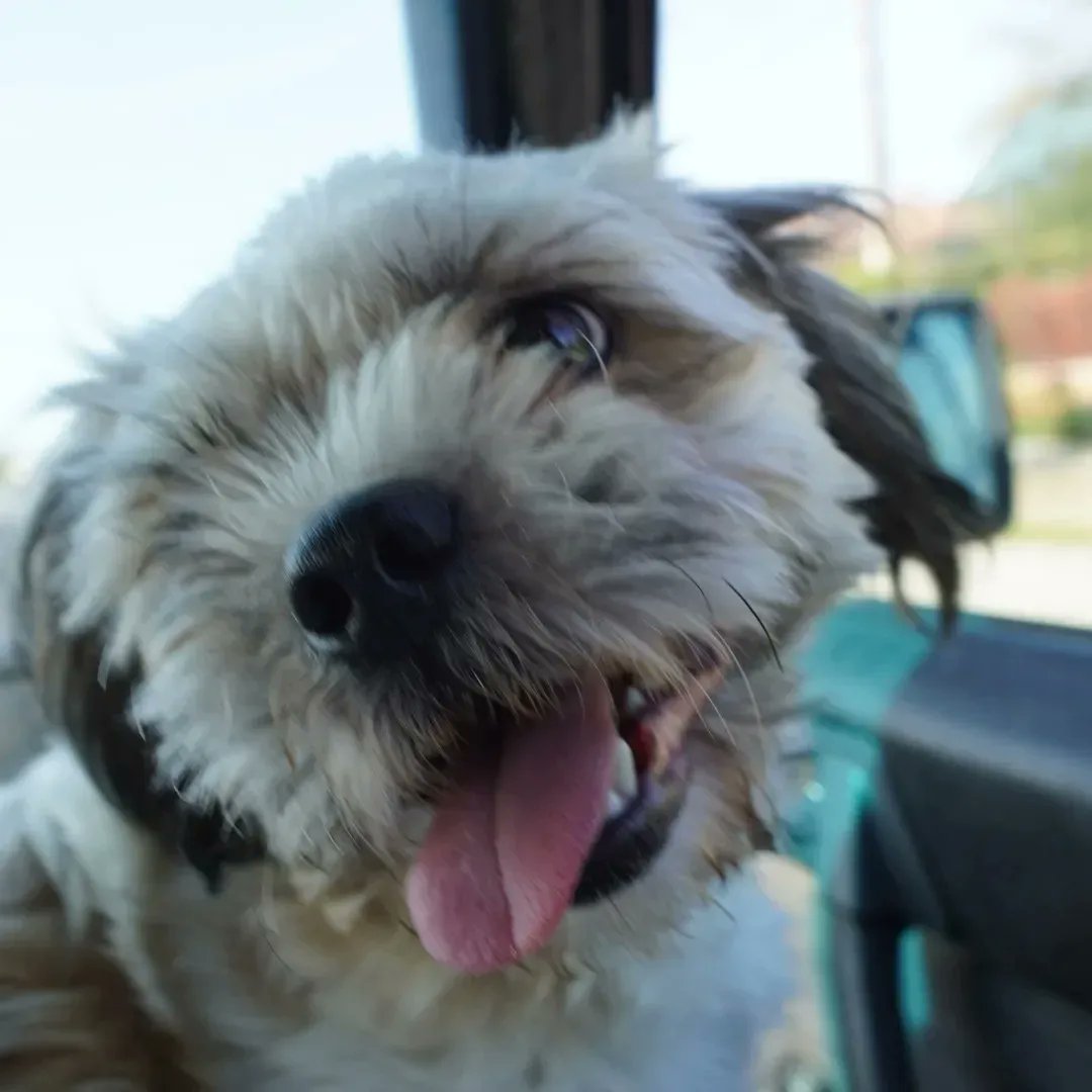 leagueofrescue's tweet photo. Please retweet to help Pinky find a home #UK #SCOTLAND #London
She is active and enjoys a cuddle. Small breed. Great with cats dogs and children.
Visit 👇 https://t.co/XVHtem1Z4b
#Shihtzu #pets #animals #dogs https://t.co/kxVCHzOf1k