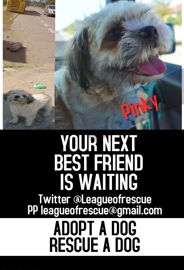 leagueofrescue's tweet photo. Please retweet to help Pinky find a home #UK #SCOTLAND #London
She is active and enjoys a cuddle. Small breed. Great with cats dogs and children.
Visit 👇 https://t.co/XVHtem1Z4b
#Shihtzu #pets #animals #dogs https://t.co/kxVCHzOf1k