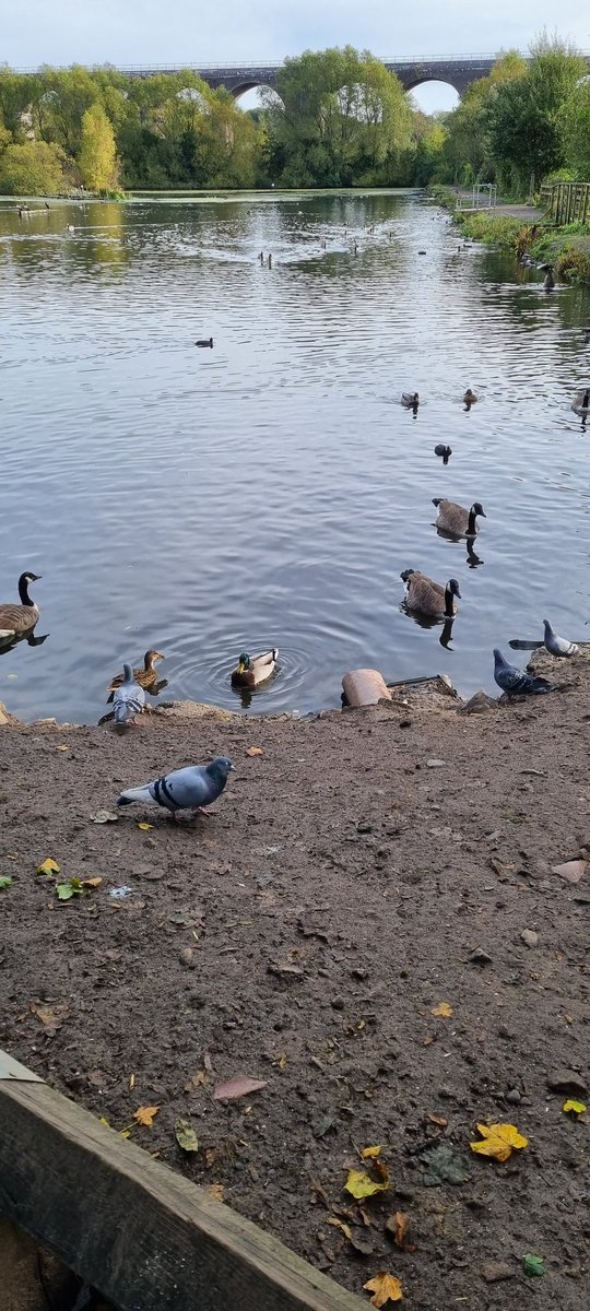 catslaveto4's tweet photo. Just walked 6 miles. Some of the residents of Reddish Vale. 
#knackerednow https://t.co/YX9R62BodO