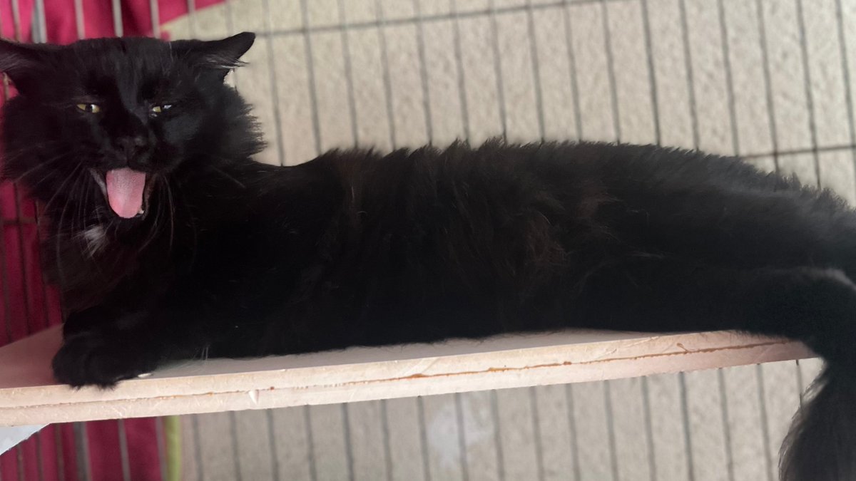 🐈🐕 Vous envisagez d'#adopter un #chat
 ou un #chien ? Venez rencontrer ceux du #chenil 
communautaire ! Ils sont jeunes ou un peu plus âgés, 
timides ou extravertis, joueurs ou plus calmes... Ils 
attendent tous de trouver leur foyer !
👉 grand-albigeois.fr/vivre-ici/adop…