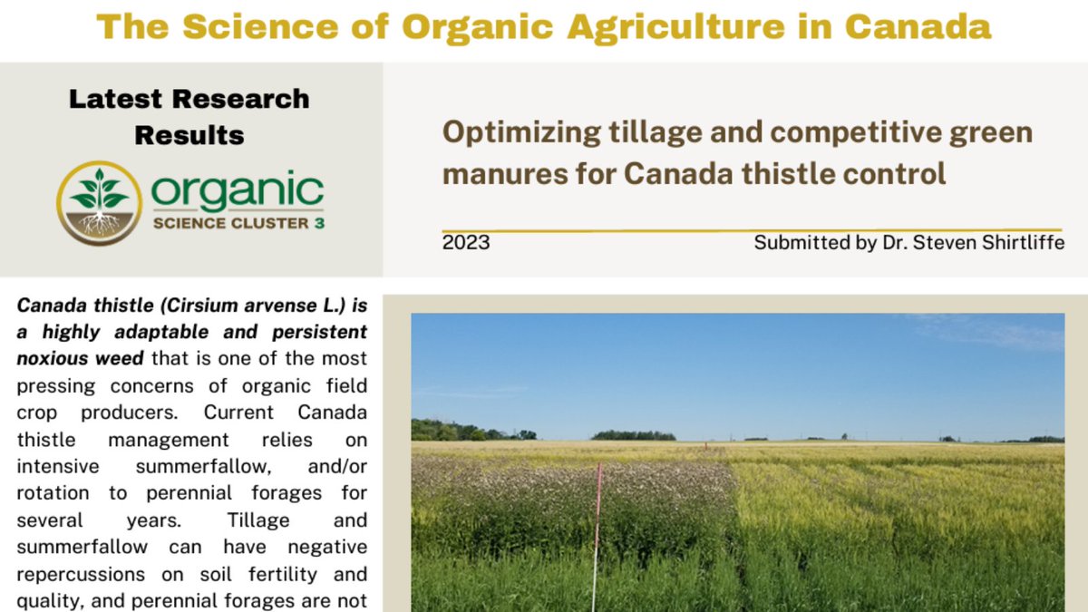 Optimizing tillage and competitive green manures for Canada thistle control ‼️ dal.ca/faculty/agricu… #organic #Canada #organicfarming #research