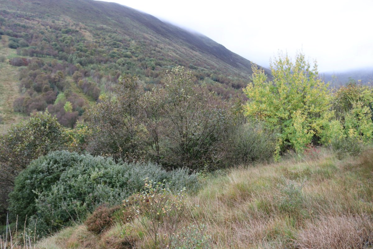 GordonEaglesham's tweet photo. 23 years of #rewilding at Carrifran Wildwood. https://t.co/HNwpdlVKfA