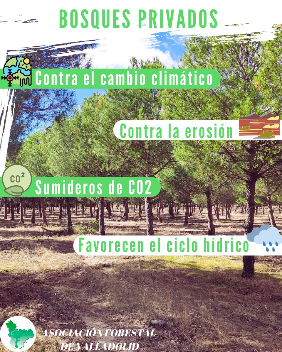 🌲 Los bosques privados son la mayoría de los terrenos forestales con los que nos topamos cuando damos un paseo por el campo o circulamos por carreteras

🌲 Su correcta gestión no solo repercute directamente en el propietario, sino en toda la sociedad
<a href="/fafcyle/">FAFCYLE</a> <a href="/Selvicultores/">Selvicultores</a>