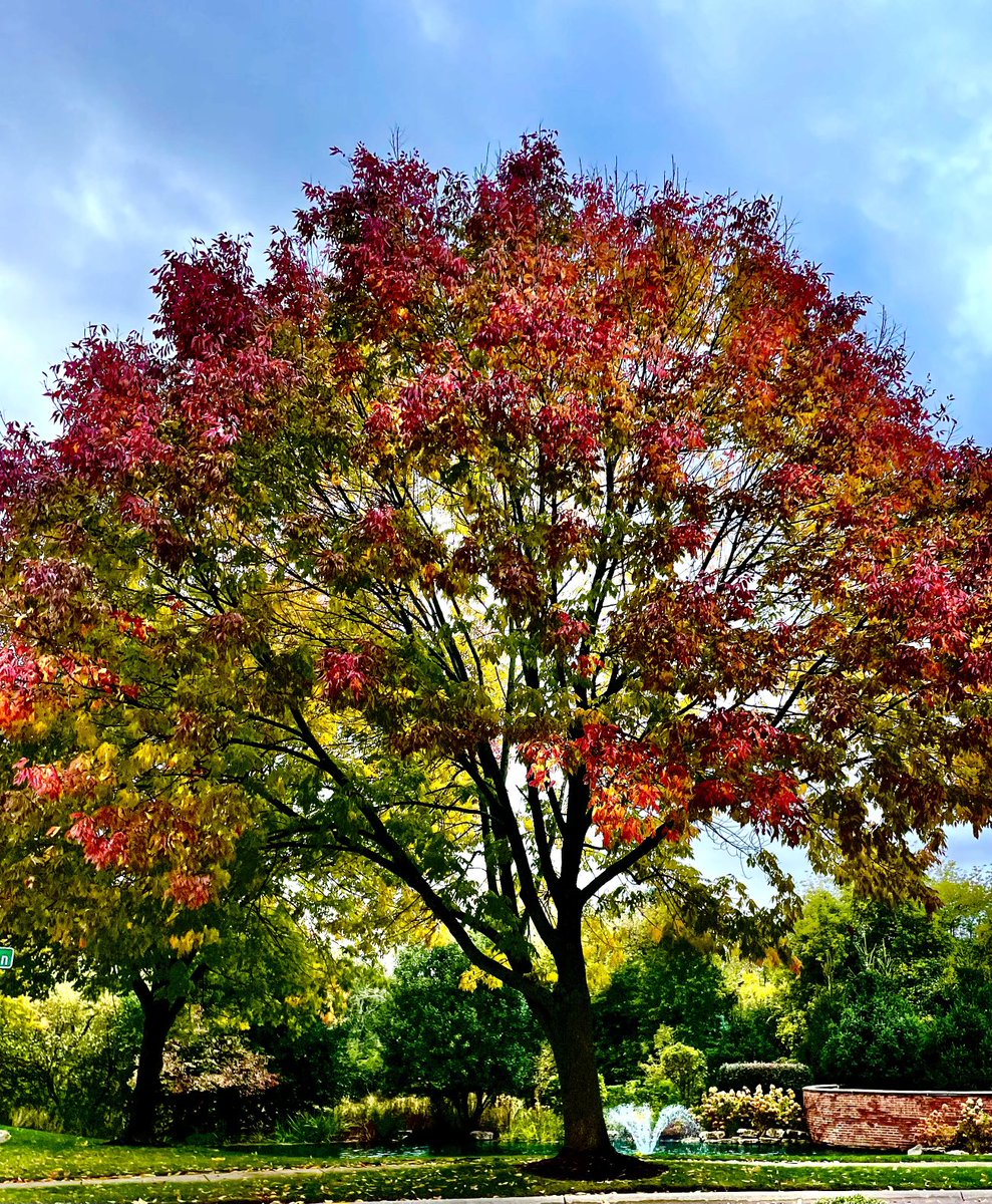 “Peace is the result of retraining your mind to process life as it is, rather than as you think it should be.” ~ Wayne W Dyer #mindfulmonday