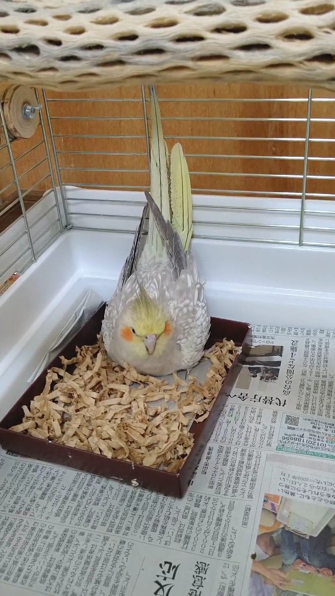 OKAME5521's tweet photo. @kazuebisawa オカメインコ抱卵
オカメインコオスあじひらきです https://t.co/SUt0VzVeAp