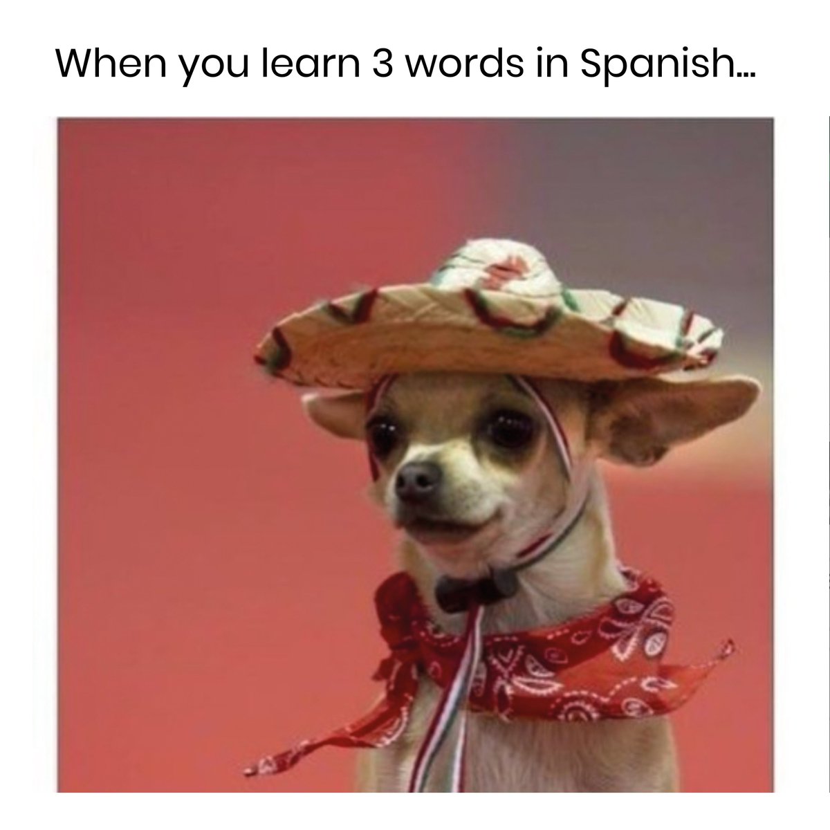 _yipofficial's tweet photo. Who else embraces the entire Spanish culture after learning just a few words? #langtwt #learnspanish #languagememes https://t.co/xjZQgQIe2c