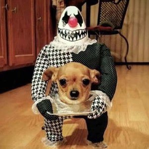 @Tesco Cute puppies in funny costumes 😂 💀 😂 💀 

#TescoHalloween