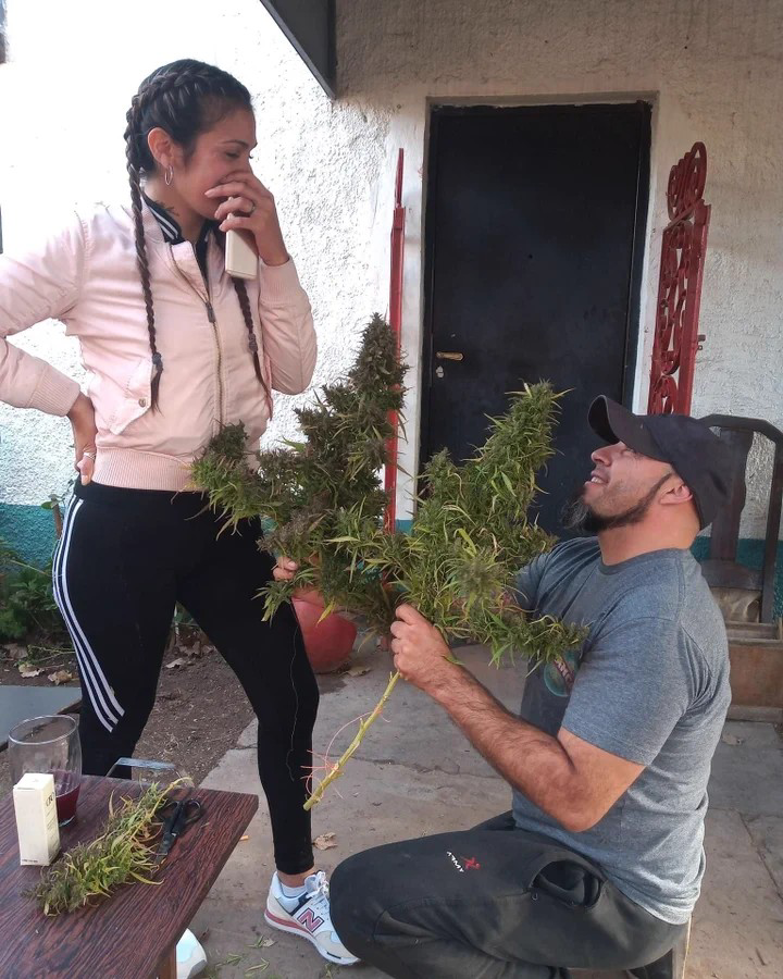 SPACECANNABIS's tweet photo. Pede assim que ela aceita https://t.co/0plPnR1F86