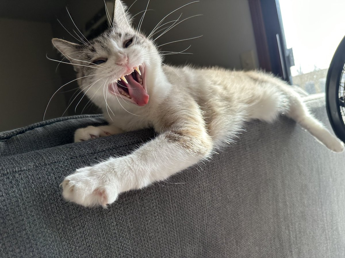 Happy #GlobalCatDay to the two most dramatic cats I know 🐱