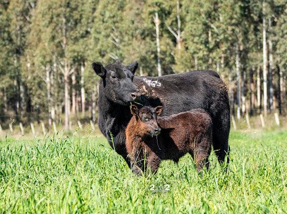 Mañana‼️ #ZambranoRemata 
Angus del Modelo en Artigas
18° remate anual Angus de Primavera 

50 Toros PI y SA 
18 Vaquillonas PI preñadas
165 Terneras y Vientres SA preñados

Pago contado 5% dto
Flete Gratis!
Preoferte ahora y gane acortar.link/rhZ46m
📲098884529