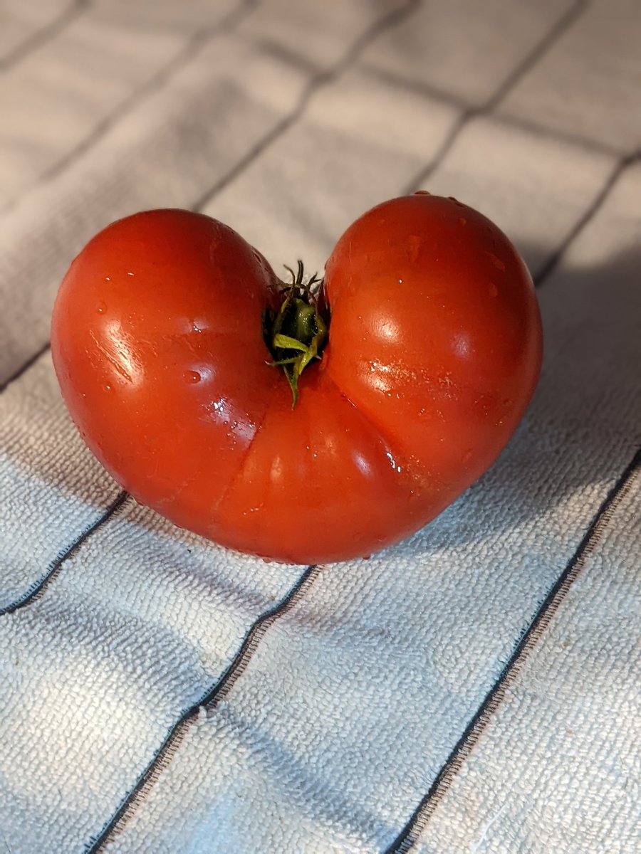 Picked this mutant tomato out of my garden yesterday (honestly surprised I've still got anything growing)

Have you ever seen anything more "Sans"??? 😂