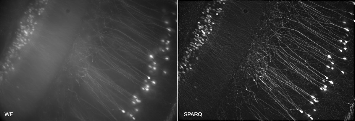 Bliq Photonics (@bliqphotonics) on Twitter photo 🔬 Bliq is here to help enable your imaging, just check out what we’ve been up to during our recent visit to Cairn Research in the UK!
It was a delight to visit <a href="/Cairn_Research/">Cairn Research</a> and to have the opportunity to do some imaging with our SPARQ module on their openFrame system, which 🔬 Bliq is here to help enable your imaging, just check out what we’ve been up to during our recent visit to Cairn Research in the UK!
It was a delight to visit <a href="/Cairn_Research/">Cairn Research</a> and to have the opportunity to do some imaging with our SPARQ module on their openFrame system, which