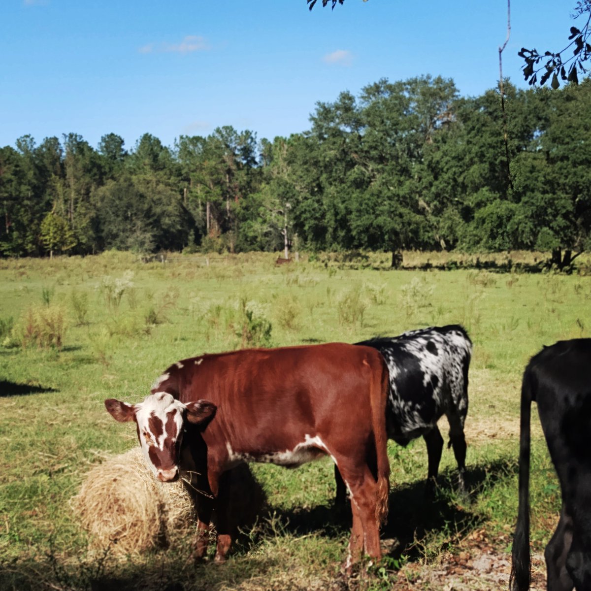 theplantnerd23's tweet photo. Some of my cows, enjoying the beautiful Monday. Hope y'all are enjoying your day. #cows #farm
#homesteading #FoodSecurity
#MondayMotivaton #storefood https://t.co/3W6gZz3uyh