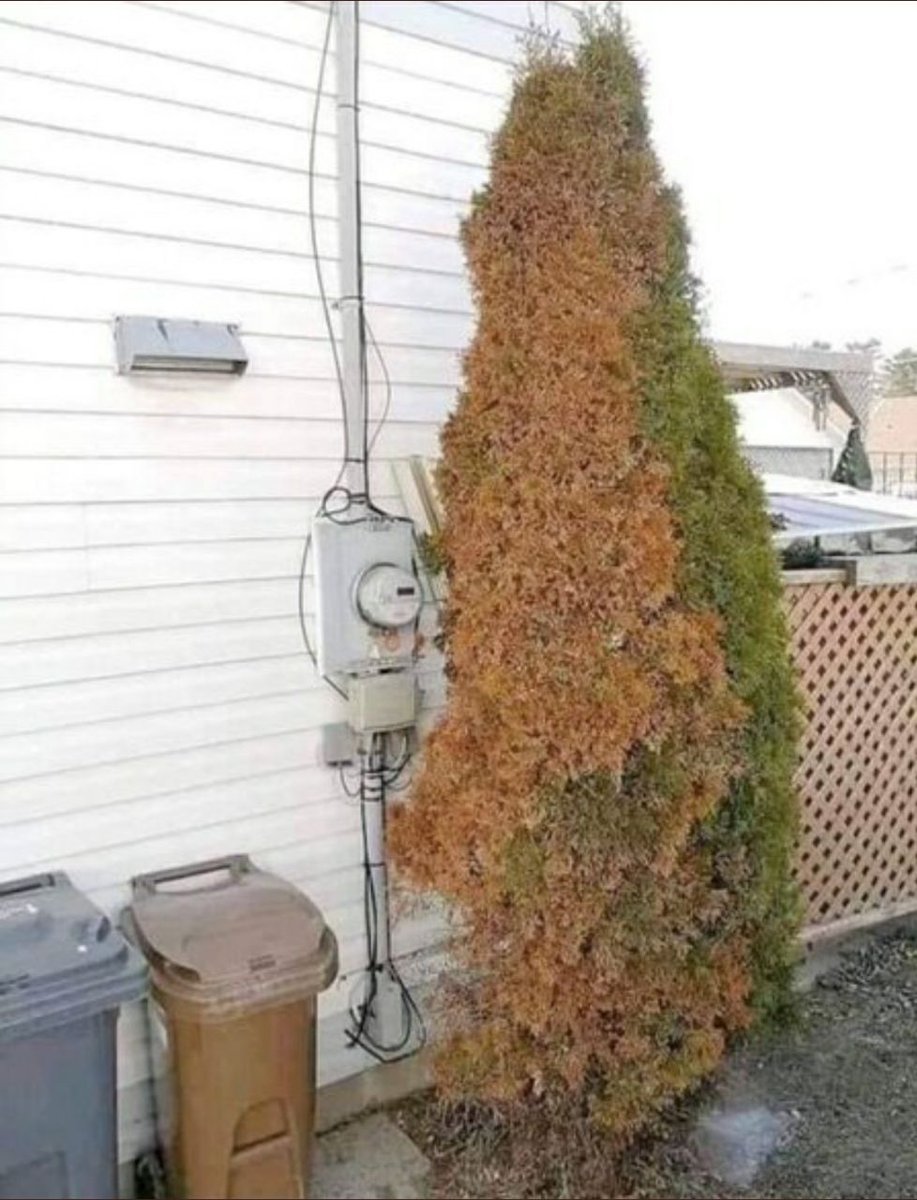 Humanbydesign3's tweet photo. 𝙎𝙢𝙖𝙧𝙩 𝙢𝙚𝙩𝙚𝙧 next to a small tree 👀💥🔥👇 https://t.co/AtYt0pH3zt