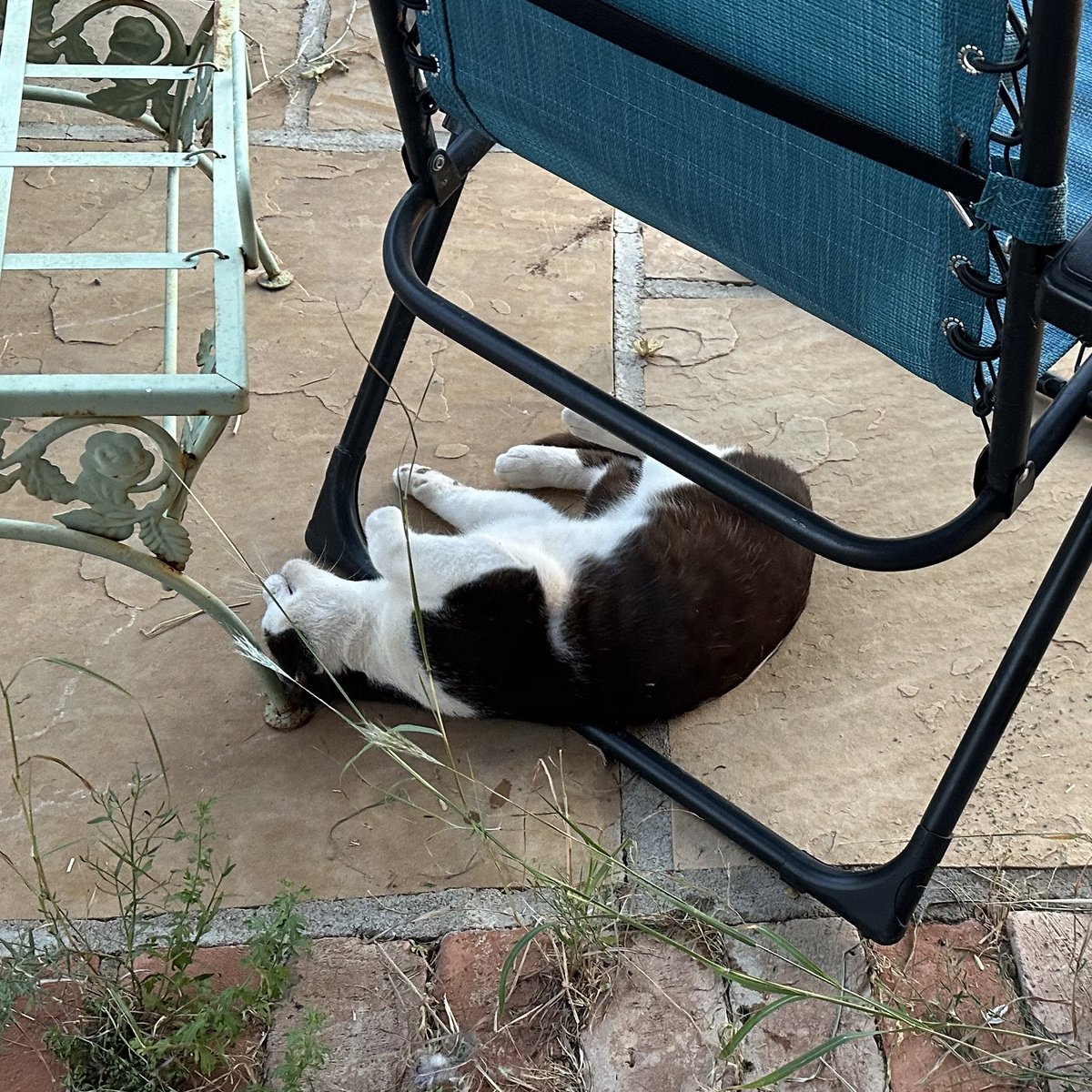 rtoab's tweet photo. I came to share a photo of Larry and the dogs, but I don’t think I shared this earlier of Druggy McGee.
This is random-cat-that-has-lived-on-our-roof-for-a-while-now’s brain on Larry’s catnip stash. Any questions?
#CatsOfTheInternet https://t.co/5QdDxjm3Ro